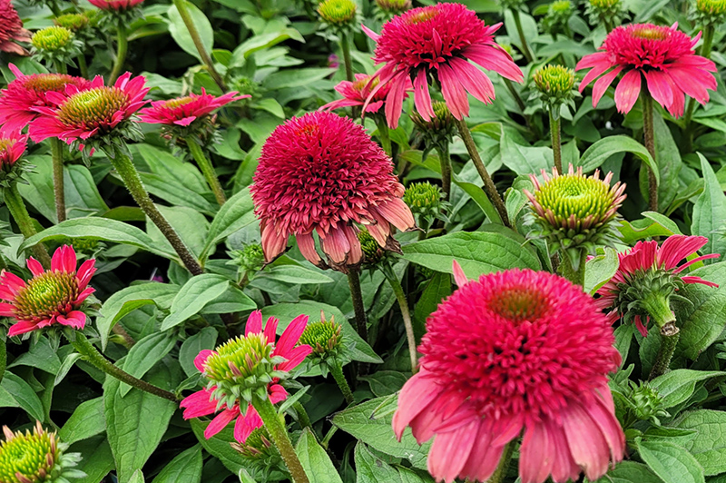 Sunny Days Ruby Coneflower (Echinacea 'TNECHSDR') at Longfellow's Greenhouses