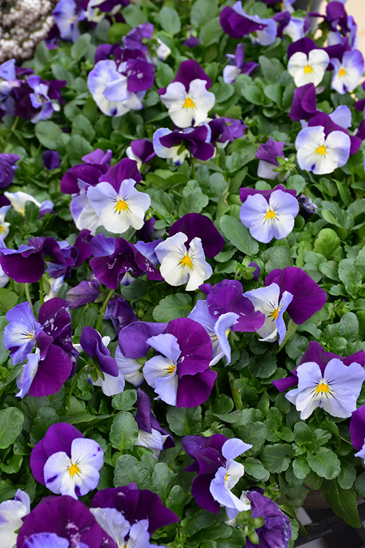 Cool Wave Violet Wing Pansy (Viola x wittrockiana 'PAS835631') at Longfellow's Greenhouses