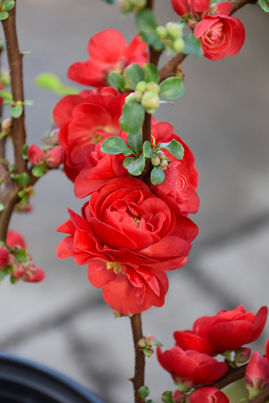 Double Take Scarlet Flowering Quince (Chaenomeles speciosa 'Scarlet Storm') at Longfellow's Greenhouses