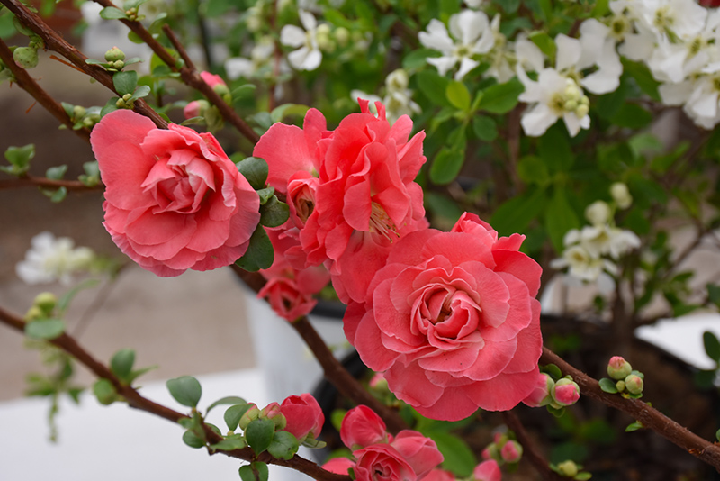 Double Take Pink Flowering Quince (Chaenomeles speciosa 'Pink Storm') at Longfellow's Greenhouses