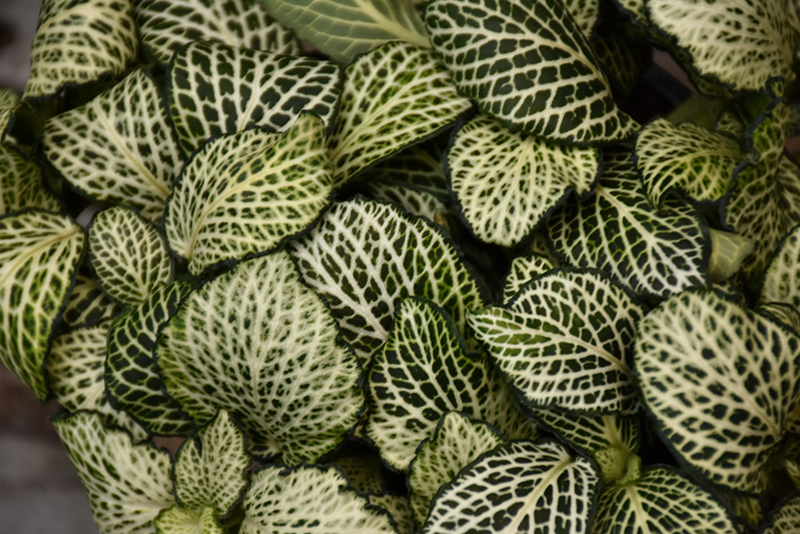 Mosaic Plant (Fittonia albivenis) at Longfellow's Greenhouses