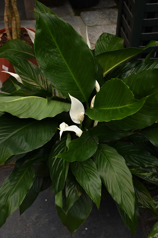 Peace Lily (Spathiphyllum wallisii) at Longfellow's Greenhouses