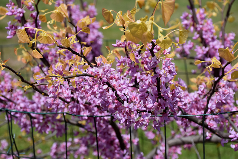 The Rising Sun Redbud (Cercis canadensis 'The Rising Sun') at Longfellow's Greenhouses