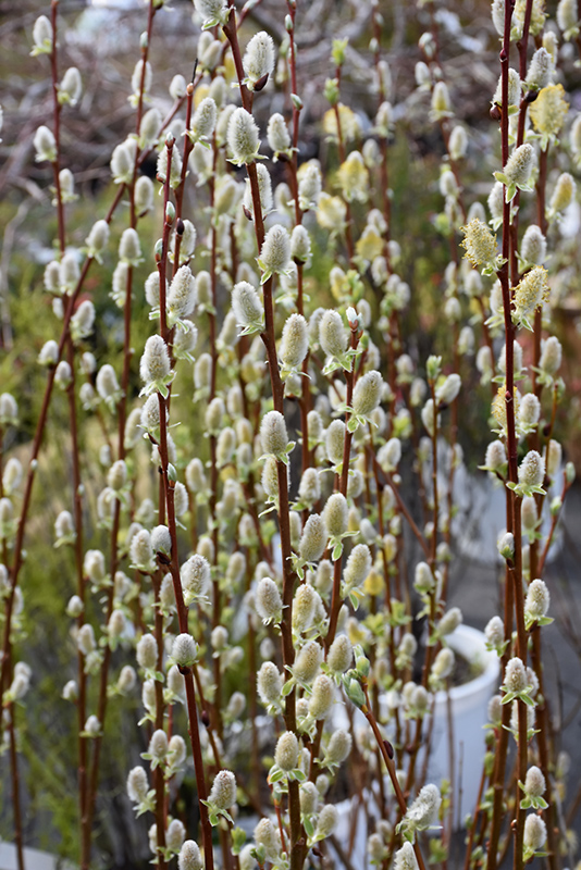 Growing Pussy Willows