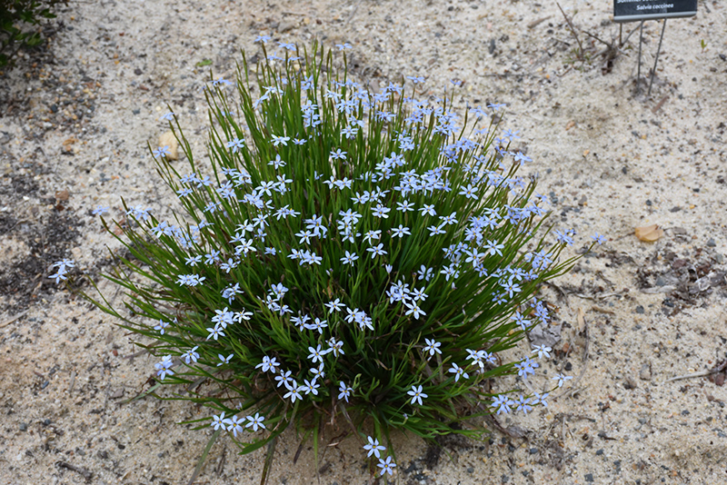 Narrowleaf Blue-Eyed Grass (Sisyrinchium angustifolium) at Longfellow's Greenhouses