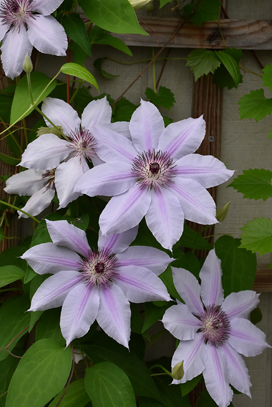 Nelly Moser Clematis (Clematis 'Nelly Moser') at Longfellow's Greenhouses