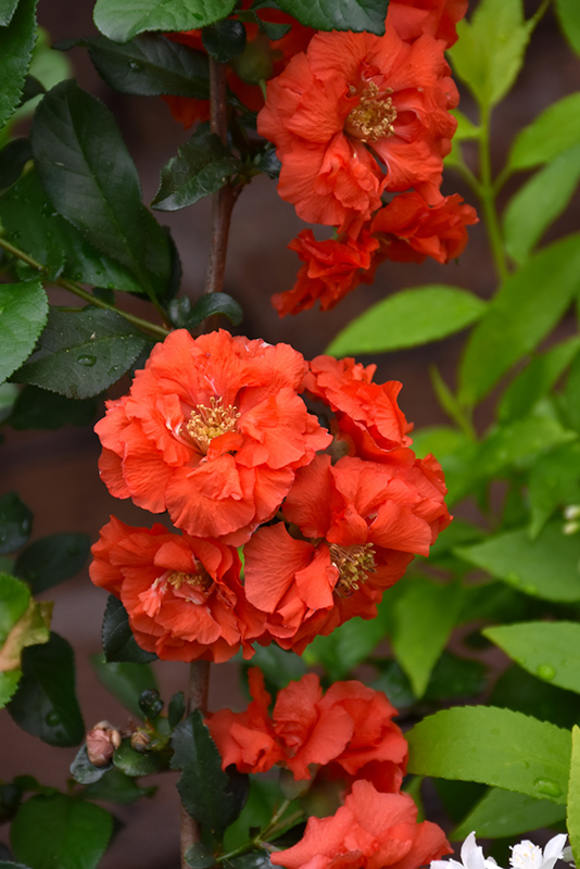 Double Take Orange Flowering Quince (Chaenomeles speciosa 'Orange Storm') at Longfellow's Greenhouses