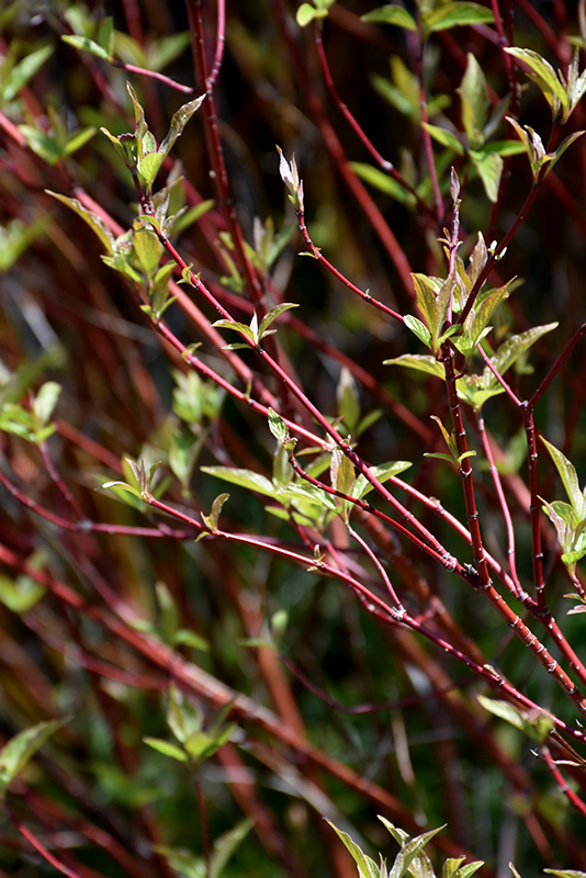 Bailey's Red Twig Dogwood (Cornus sericea 'Baileyi') at Longfellow's Greenhouses