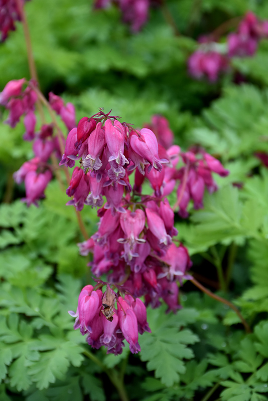 Luxuriant Bleeding Heart (Dicentra 'Luxuriant') at Longfellow's Greenhouses