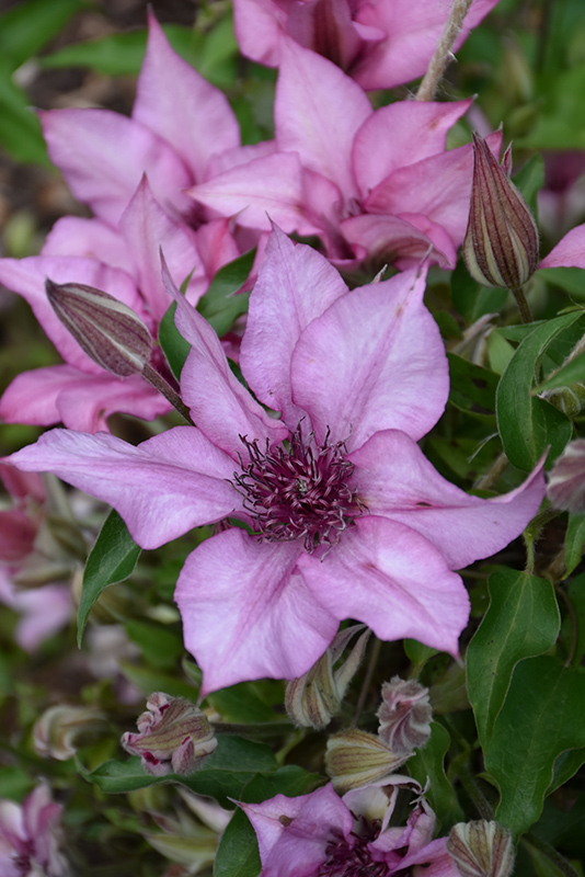 Giselle Clematis (Clematis 'Evipo051') at Longfellow's Greenhouses