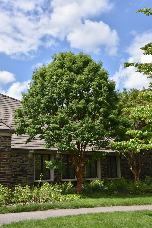 Paperbark Maple (Acer griseum) at Longfellow's Greenhouses