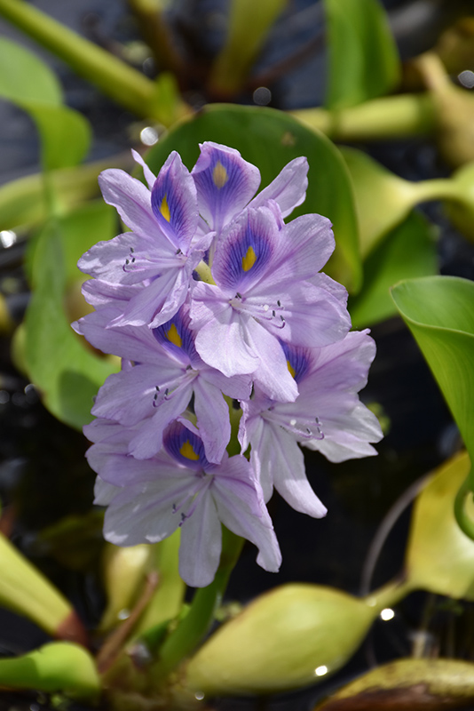 Water Hyacinth (Eichhornia crassipes) at Longfellow's Greenhouses