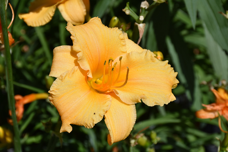Happy Ever Appster Apricot Sparkles Daylily (Hemerocallis 'Apricot Sparkles') at Longfellow's Greenhouses