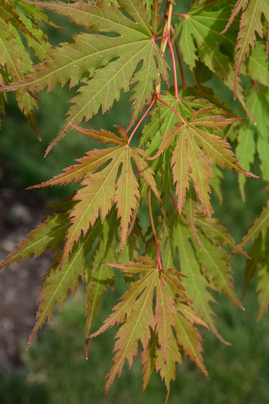 North Wind Japanese Maple (Acer 'IsINW') at Longfellow's Greenhouses
