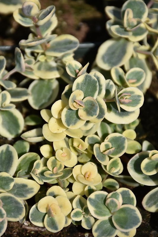 Lime Twister Stonecrop (Sedum 'Lime Twister') at Longfellow's Greenhouses