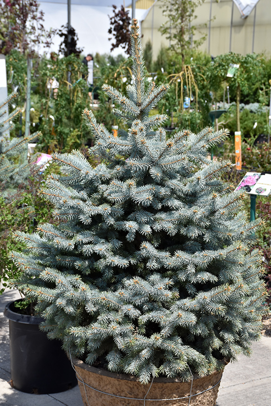 Blue Diamond Blue Spruce (Picea pungens 'Blue Diamond') in Augusta