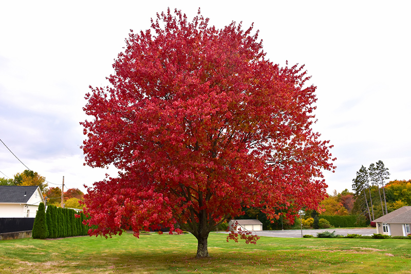 Red Maple (Acer rubrum) at Longfellow's Greenhouses