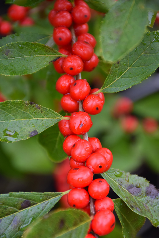 Red Sprite Winterberry (Ilex verticillata 'Red Sprite') at Longfellow's Greenhouses