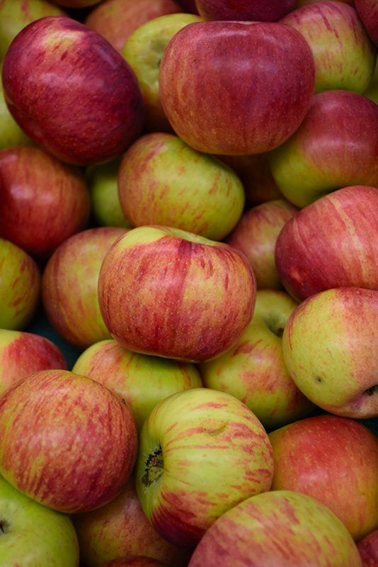 Cortland Apple (Malus 'Cortland') at Longfellow's Greenhouses
