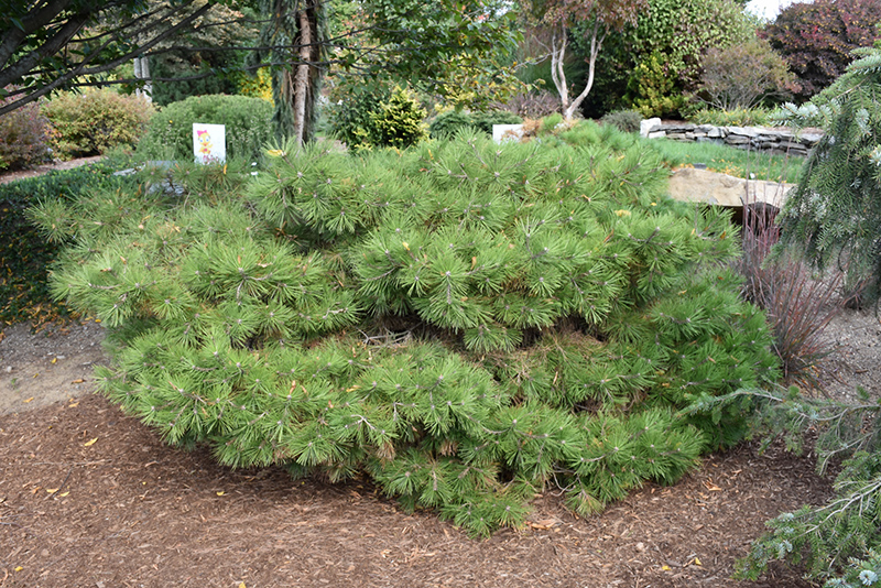 Soft Touch White Pine (Pinus strobus 'Soft Touch') at Longfellow's Greenhouses