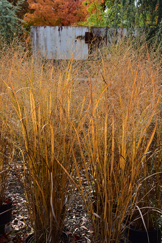 Northwind Switch Grass (Panicum virgatum 'Northwind') at Longfellow's Greenhouses