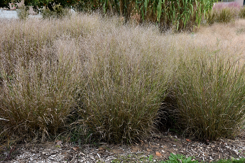 Shenandoah Reed Switch Grass (Panicum virgatum 'Shenandoah') at Longfellow's Greenhouses