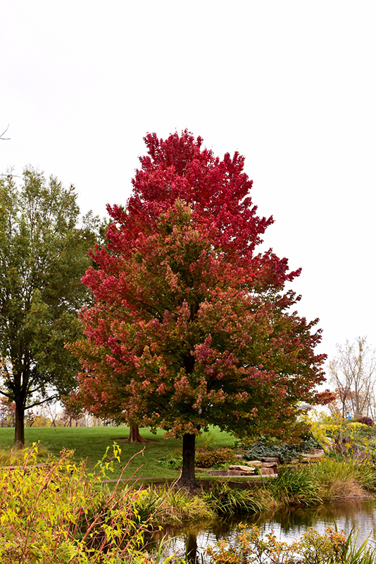 Red Sunset Red Maple (Acer rubrum 'Franksred') at Longfellow's Greenhouses