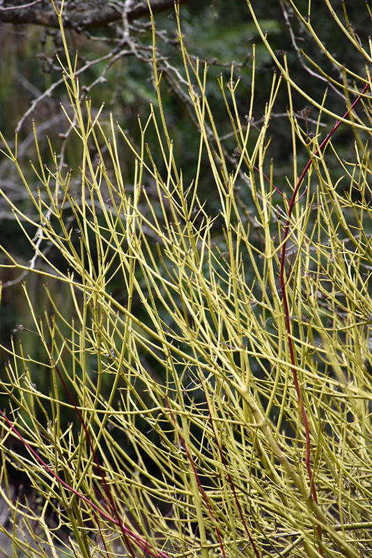 Yellow Twig Dogwood (Cornus sericea 'Flaviramea') at Longfellow's Greenhouses