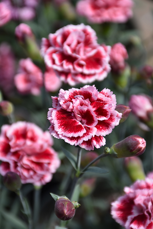 Scent First Sugar Plum Pinks (Dianthus 'WP IAN04') at Longfellow's Greenhouses