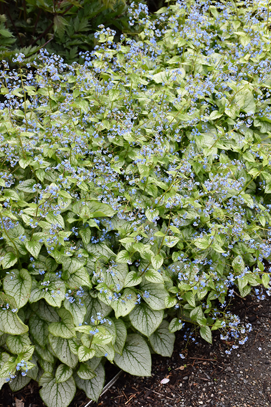 Jack Frost Bugloss (Brunnera macrophylla 'Jack Frost') at Longfellow's Greenhouses
