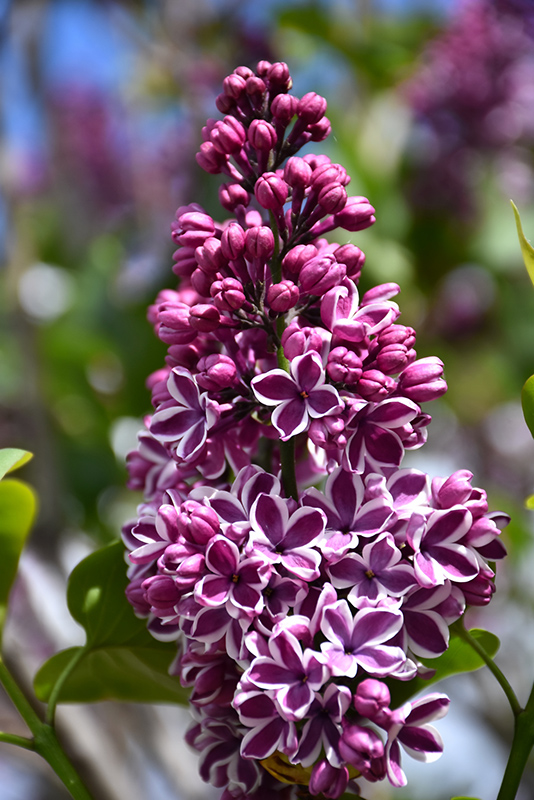 Sensation Lilac (Syringa vulgaris 'Sensation') at Longfellow's Greenhouses