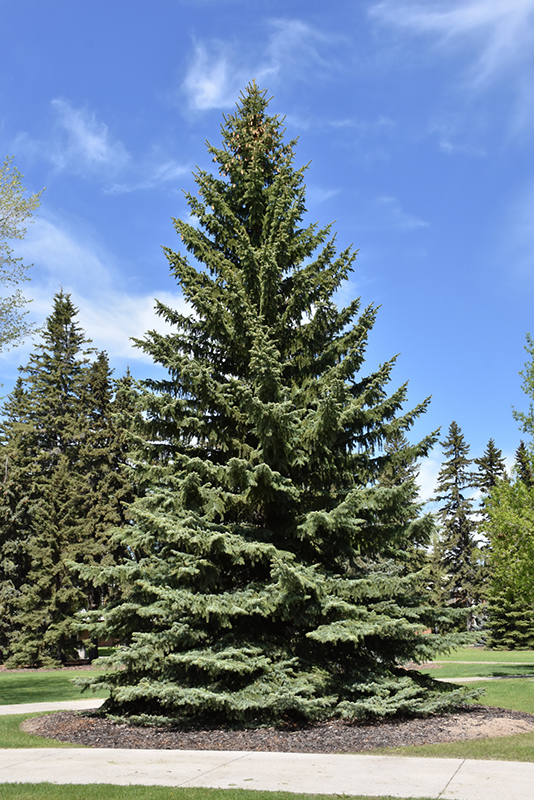 Blue Colorado Spruce (Picea pungens 'var. glauca') at Longfellow's Greenhouses