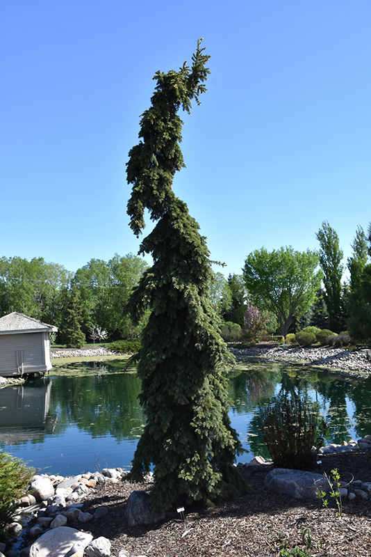 Weeping White Spruce (Picea glauca 'Pendula') at Longfellow's Greenhouses