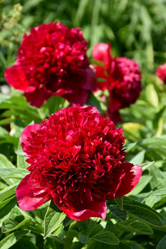 Red Charm Peony (Paeonia 'Red Charm') at Longfellow's Greenhouses