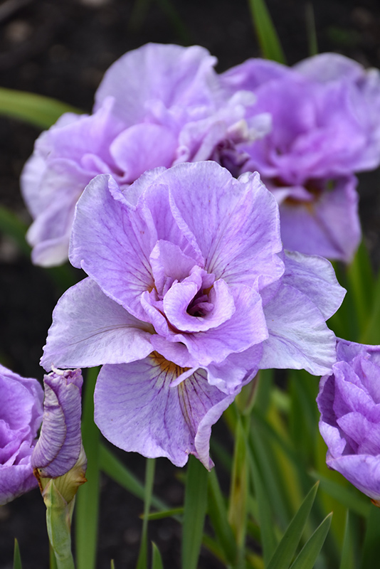 Pink Parfait Siberian Iris (Iris sibirica 'Pink Parfait') at Longfellow's Greenhouses