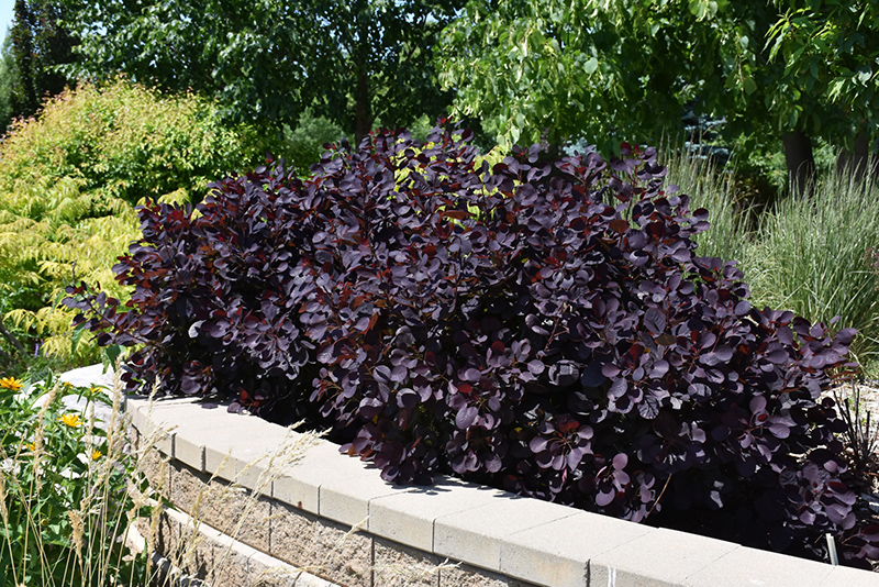 Royal Purple Smokebush (Cotinus coggygria 'Royal Purple') at Longfellow's Greenhouses