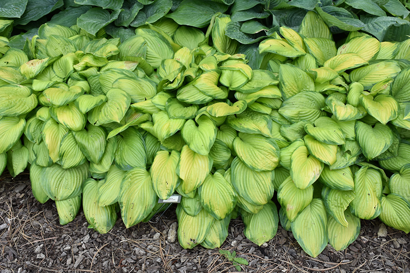 Stained Glass Hosta (Hosta 'Stained Glass') at Longfellow's Greenhouses