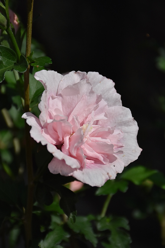 Pink Chiffon Rose of Sharon (Hibiscus syriacus 'JWNWOOD4') at Longfellow's Greenhouses