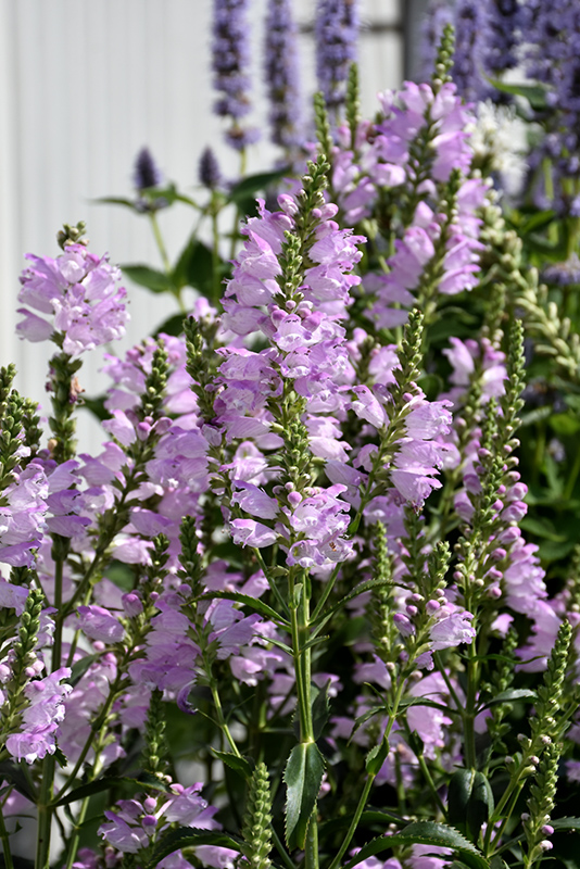 Pink Manners Obedient Plant (Physostegia virginiana 'Pink Manners') at Longfellow's Greenhouses