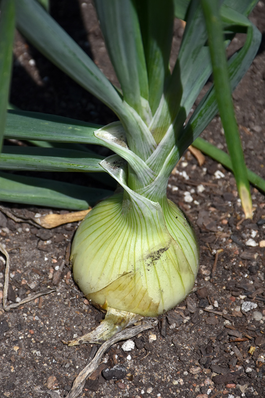 Walla Walla Onion (Allium cepa 'Walla Walla') at Longfellow's Greenhouses