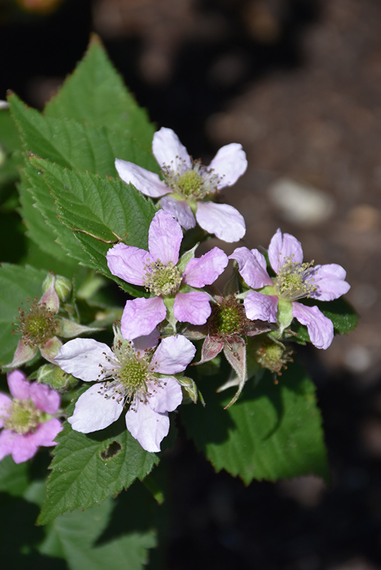 Chester Thornless Blackberry (Rubus 'Chester') at Longfellow's Greenhouses