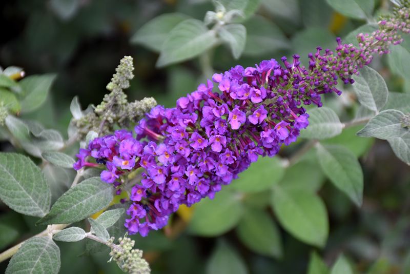 Miss Violet Butterfly Bush (Buddleia 'Miss Violet') at Longfellow's Greenhouses