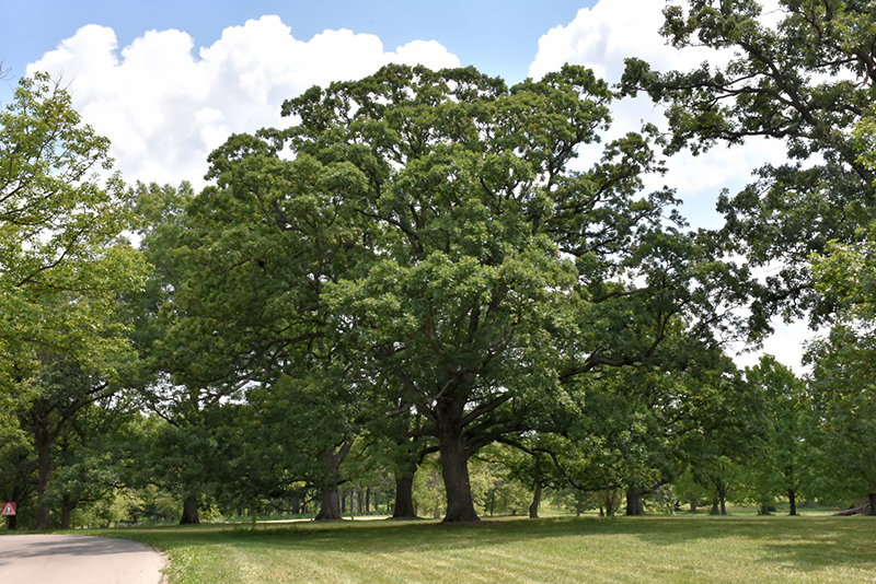 White Oak (Quercus alba) at Longfellow's Greenhouses