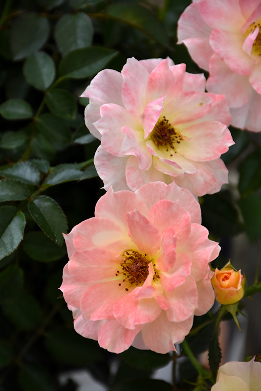 Oso Easy Italian Ice Rose (Rosa 'Chewnicebell') at Longfellow's Greenhouses