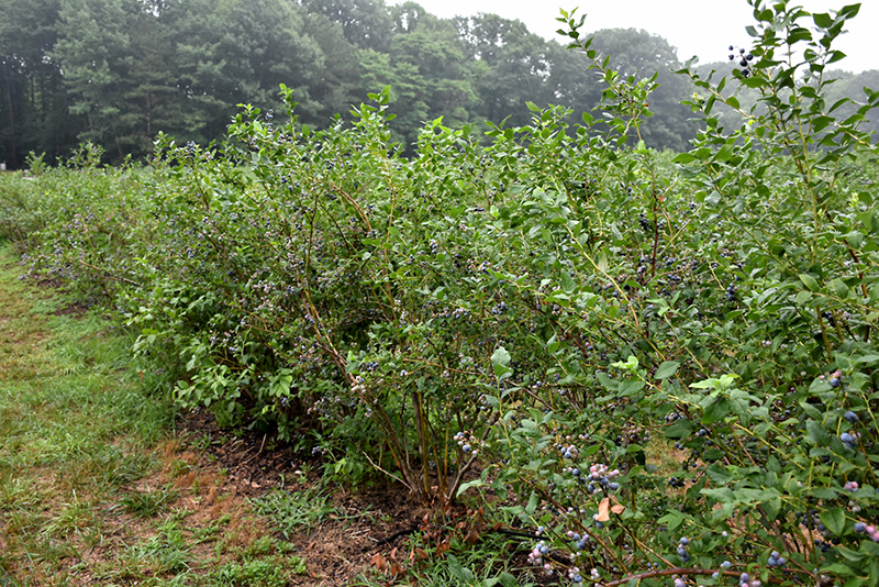 Bluecrop Blueberry (Vaccinium corymbosum 'Bluecrop') at Longfellow's Greenhouses