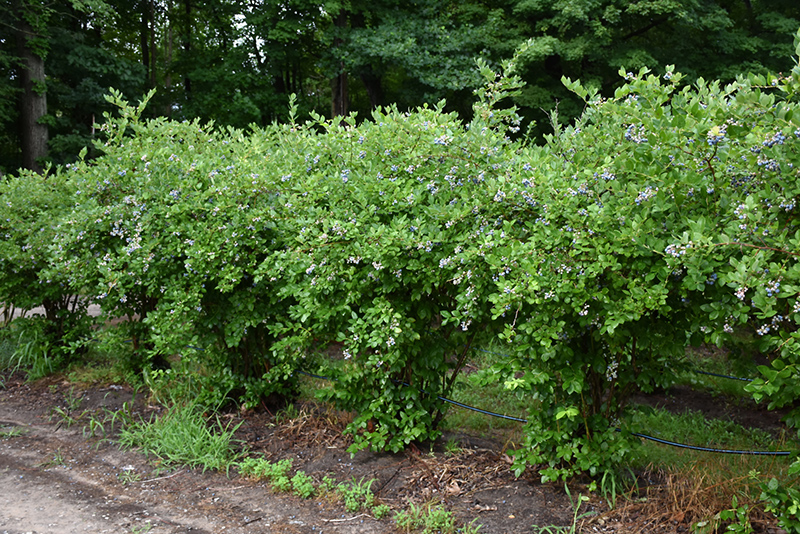 Jersey Blueberry (Vaccinium corymbosum 'Jersey') at Longfellow's Greenhouses
