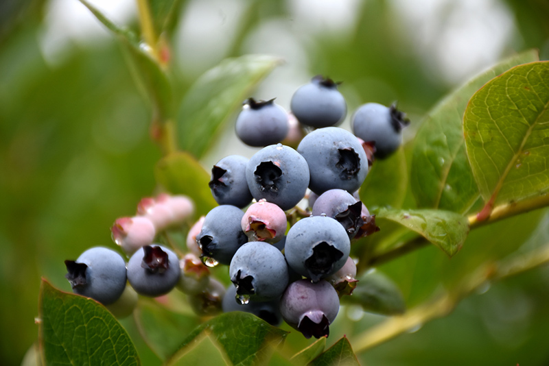 Patriot Blueberry (Vaccinium corymbosum 'Patriot') at Longfellow's Greenhouses