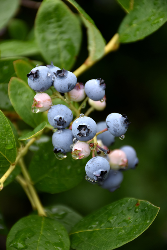 Jersey Blueberry (Vaccinium corymbosum 'Jersey') at Longfellow's Greenhouses