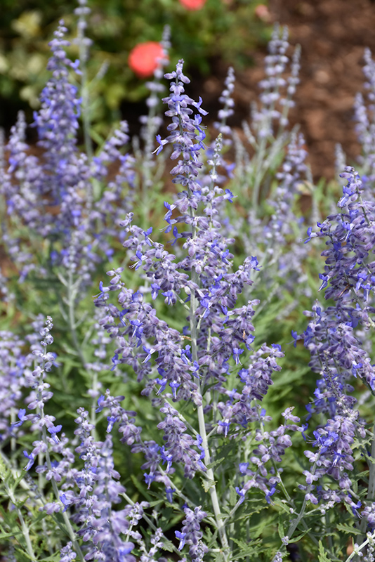 Lacey Blue Russian Sage (Perovskia atriplicifolia 'Lacey Blue') at Longfellow's Greenhouses