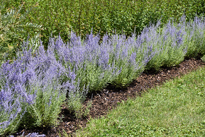 Lacey Blue Russian Sage (Perovskia atriplicifolia 'Lacey Blue') at Longfellow's Greenhouses